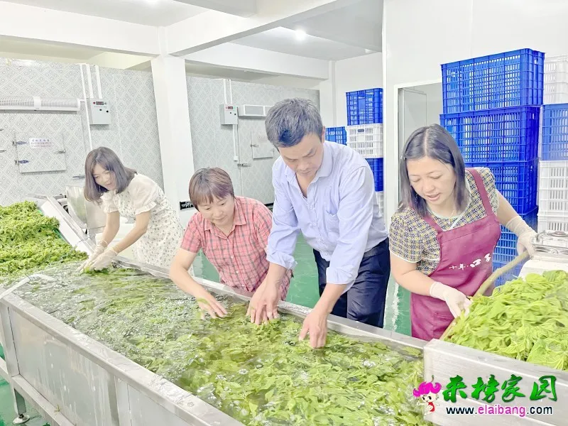 斑竹村：一芽一叶皆“钱”景