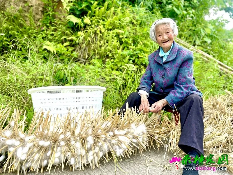 斑竹村：一季蚕茧喜获丰收