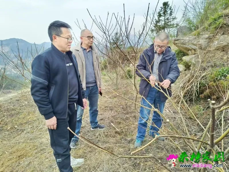 清潭村：中药材基地吴茱萸开春“整形中”