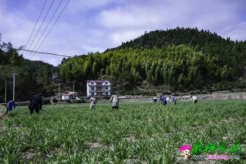 横河村：采取多种形式，加强春季小麦田间管理