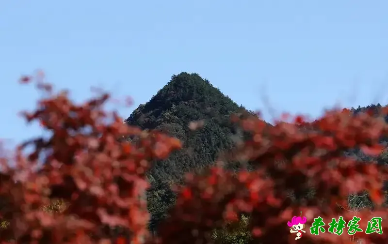 图文 | 鹞落坪的秋