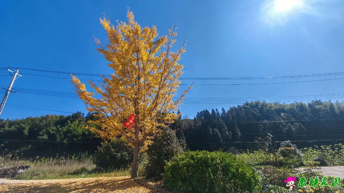 横河村部旁的一棵银杏