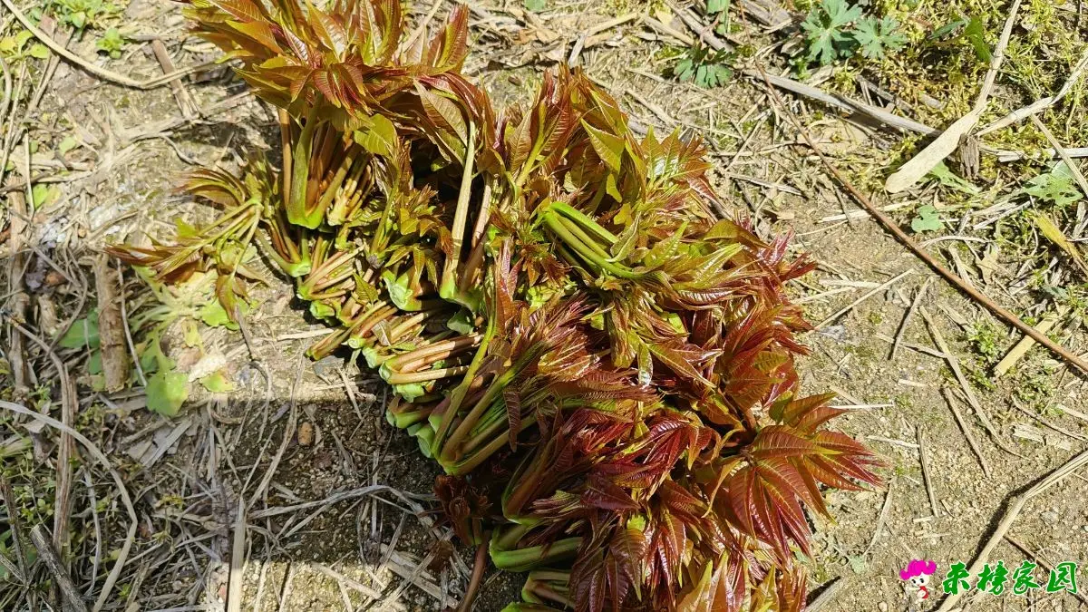 又是一年香椿时