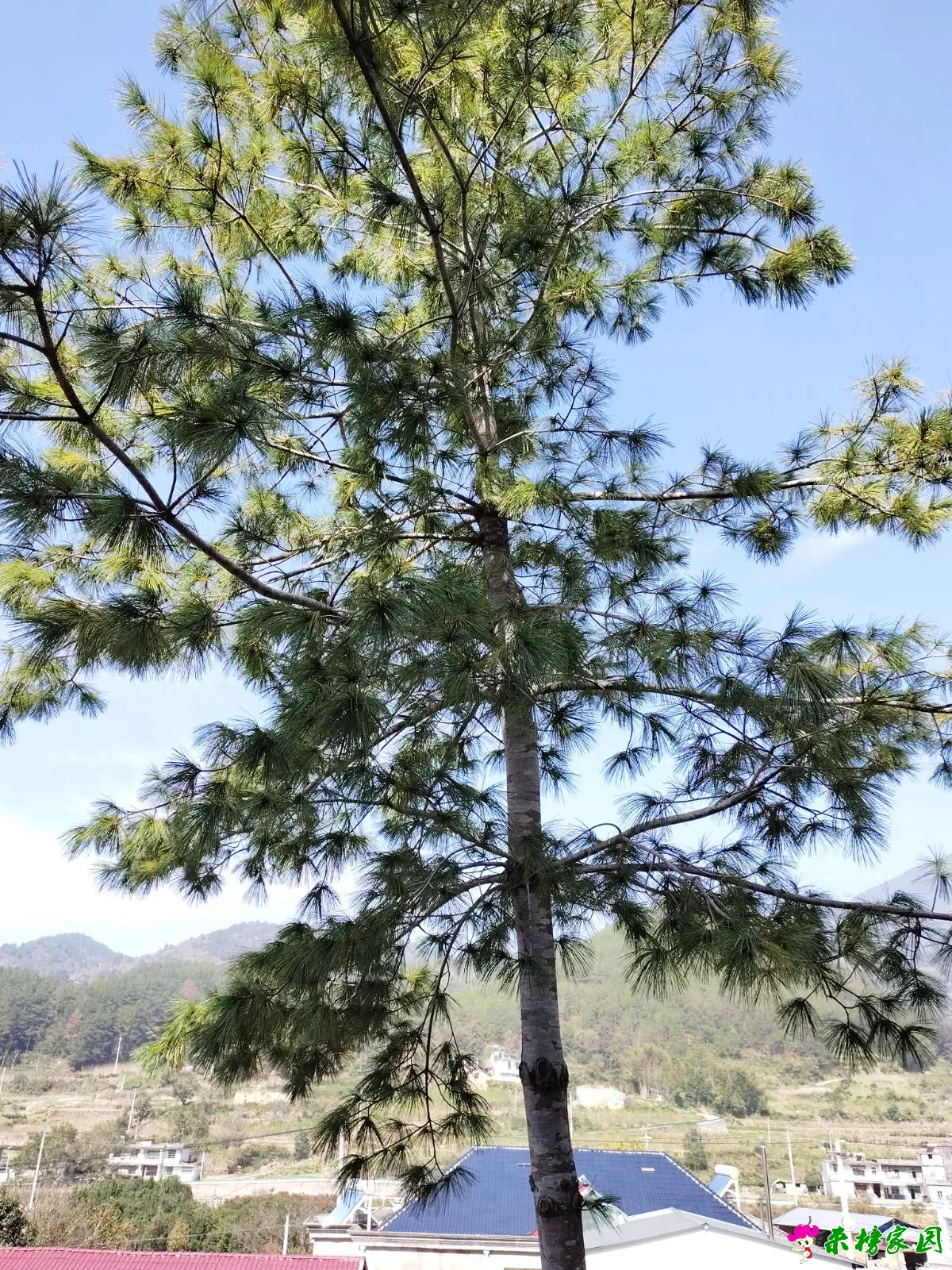 来榜镇中河罕见的大别山五针松