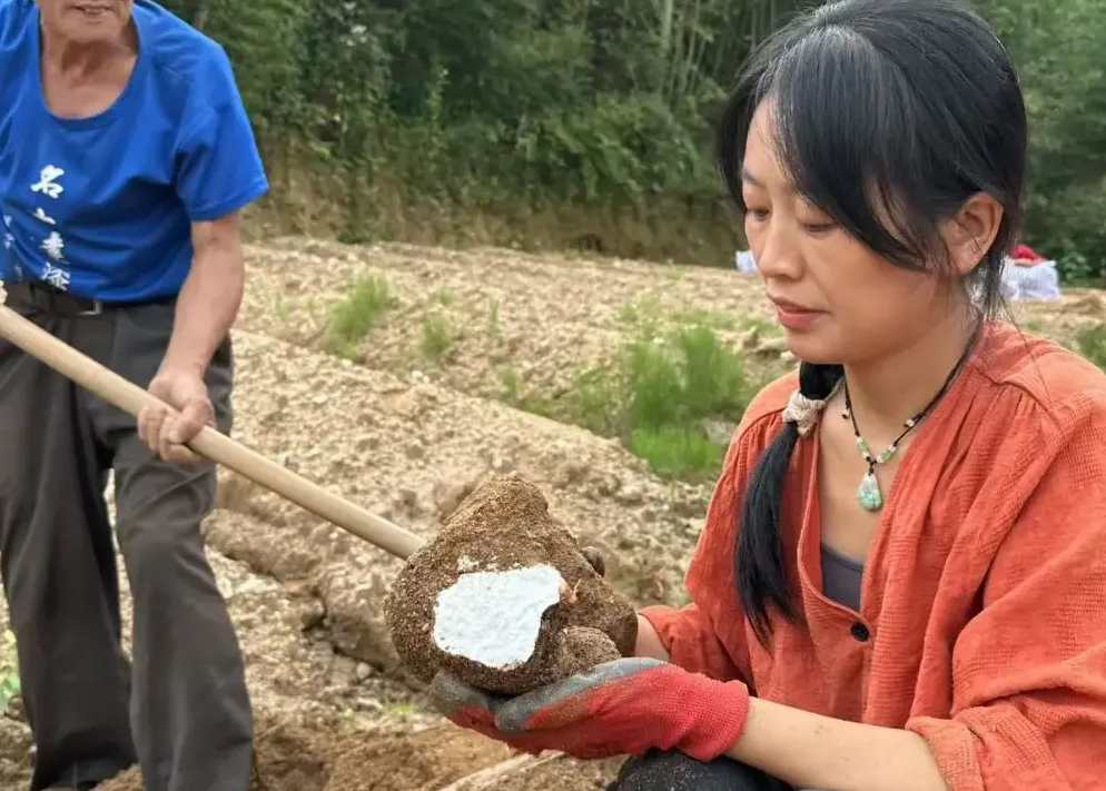 又是一年茯苓季