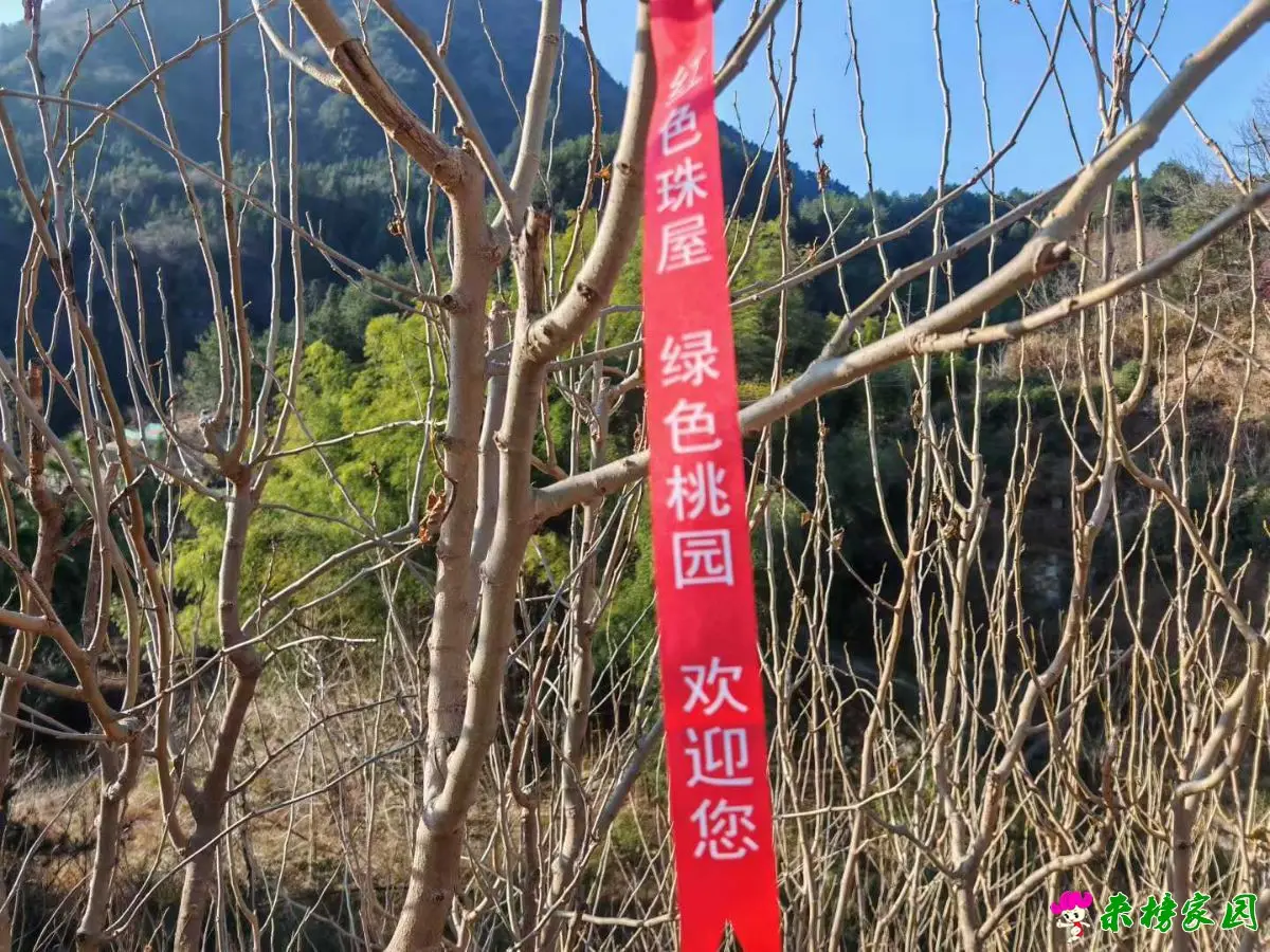 寻迹莲云桃园寨