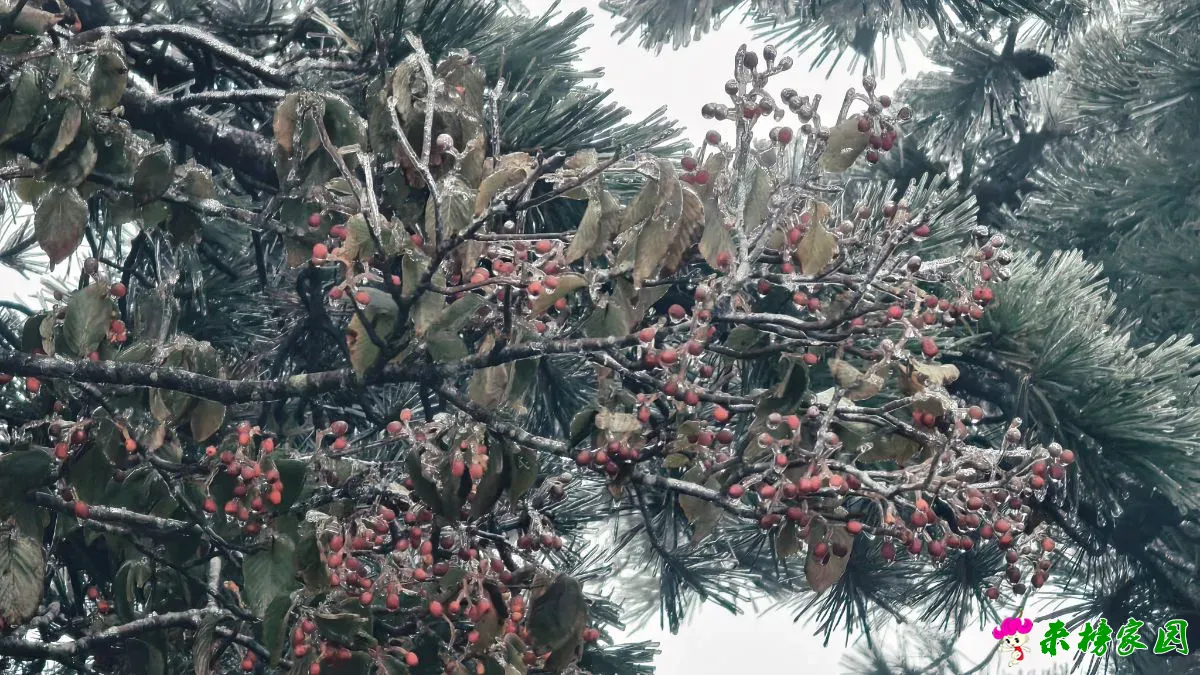 来牛草山看雾凇吧